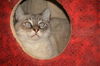 Storm the Siamese