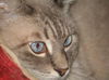 Storm the Siamese