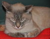 Storm the Siamese