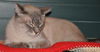 Storm the Siamese