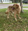 Bailey the Golden Pup