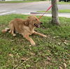 Bailey the Golden Pup