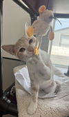 Butterscotch