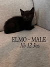 Elmo