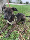 Ruby @ Camp Doglando