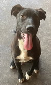 Harvey