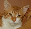 Ozzy the Orange