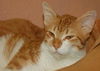 Ozzy the Orange