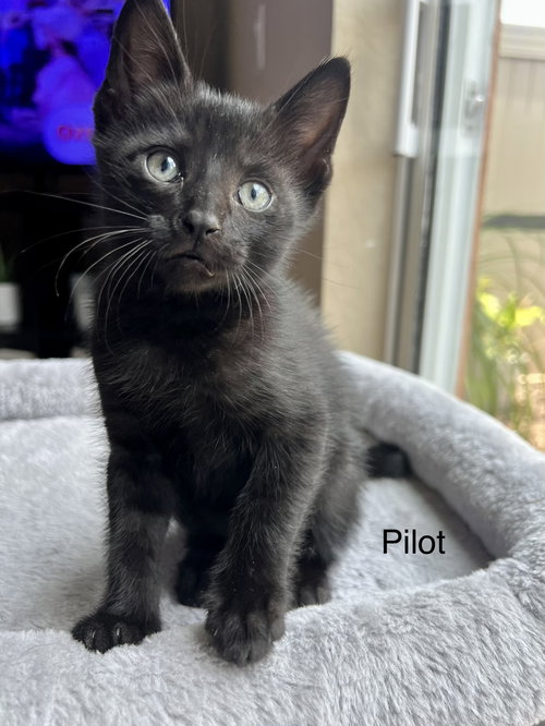 Pilot