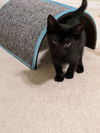 Sooty