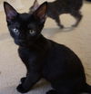 Sooty