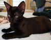 Sooty