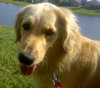 Winnie the Golden Retriever