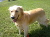 Winnie the Golden Retriever