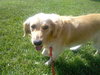 Winnie the Golden Retriever