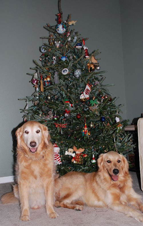 Winnie the Golden Retriever
