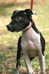 Luna the Terrier Puppy