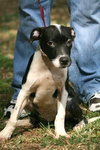 Luna the Terrier Puppy