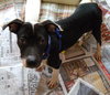 Luna the Terrier Puppy