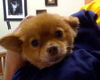 Vicky the Pomeranian