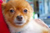 Vicky the Pomeranian