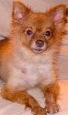 Vicky the Pomeranian