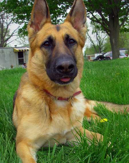 Gracie the GSD