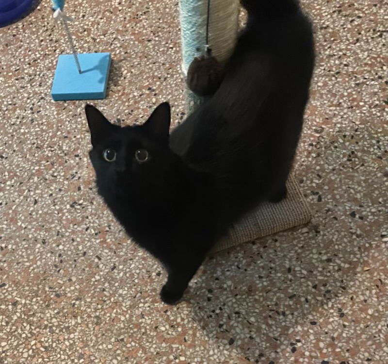 adoptable Cat in Sanford, FL named Lucky Charms *FH