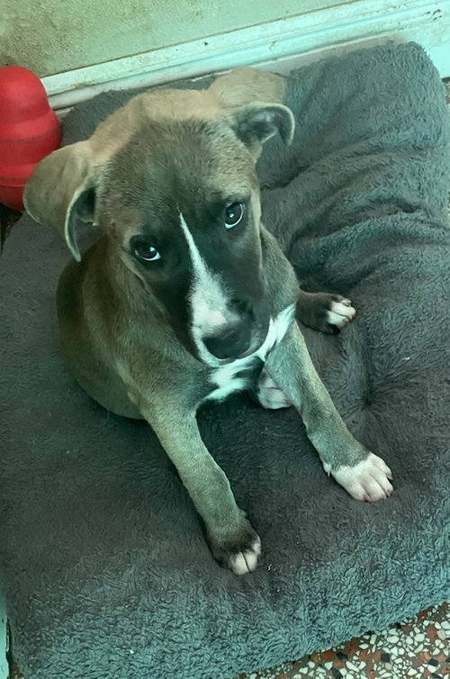 Kona