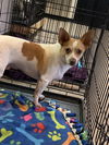 Barney the handsome chi