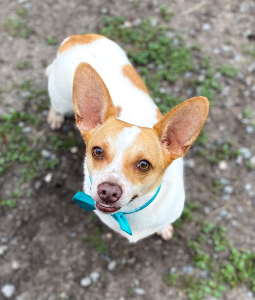 Barney the handsome chi