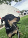 Rudy