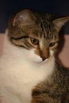 Edgar the Kitty
