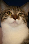 Edgar the Kitty