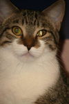 Edgar the Kitty