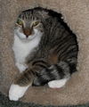 Edgar the Kitty