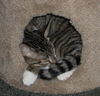 Edgar the Kitty