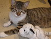 Edgar the Kitty