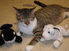 Edgar the Kitty