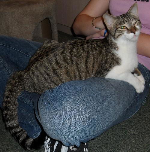 Edgar the Kitty
