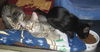 Chippy the Kitten