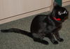 Bindi the Playful Kitten