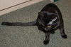 Bindi the Playful Kitten