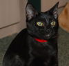 Bindi the Playful Kitten