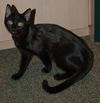 Bindi the Playful Kitten