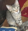 Tootsie