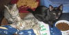 Tootsie