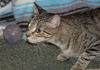 Tootsie