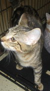 Phoenix the Kitten