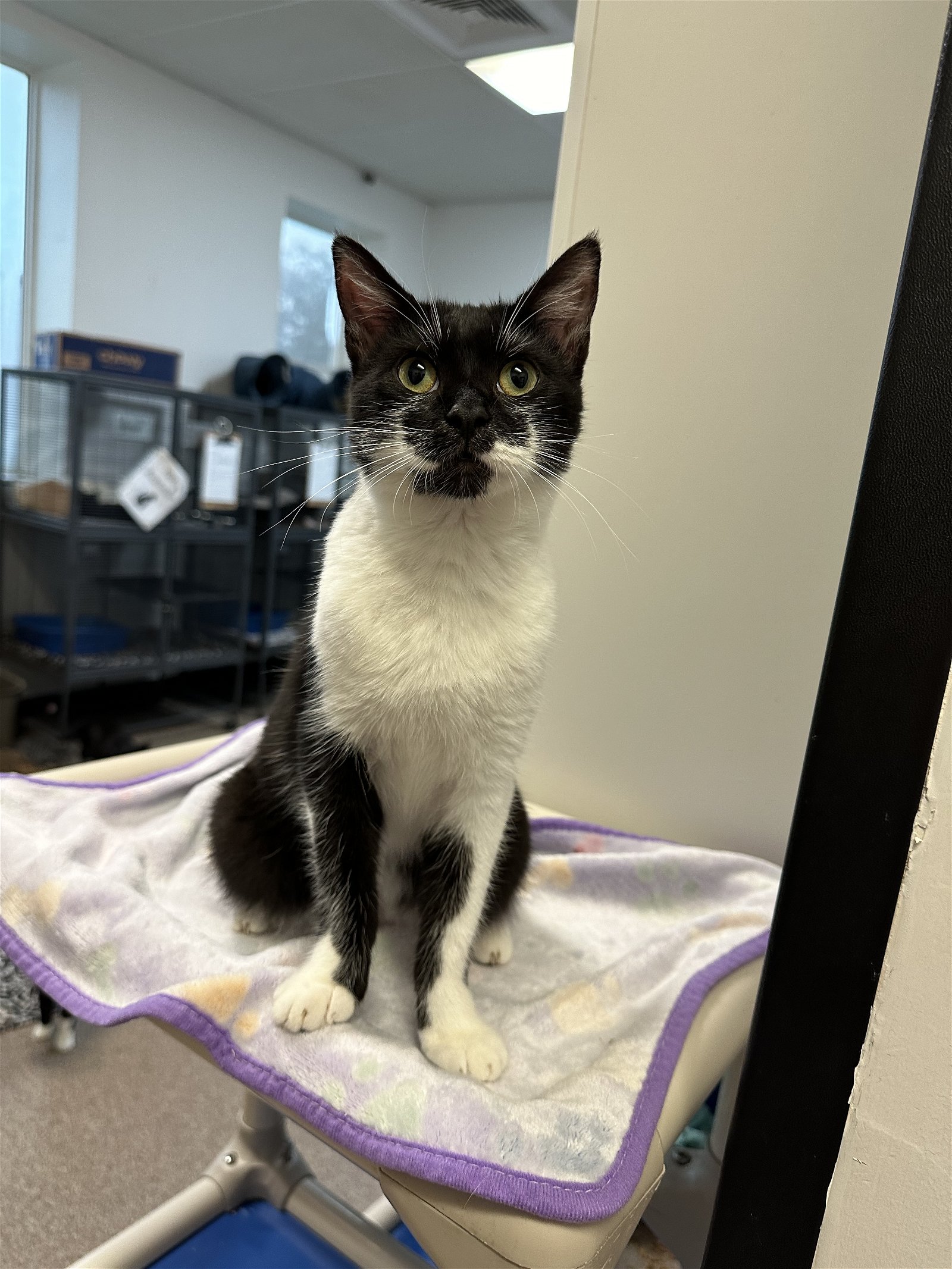adoptable Cat in Sanford, FL named Buttercup